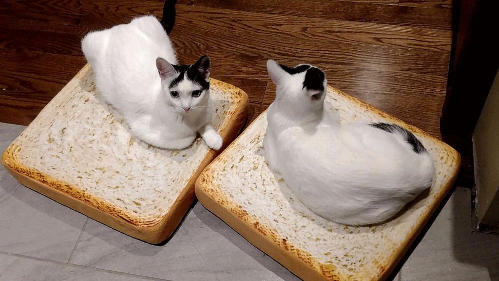 Cats on bread